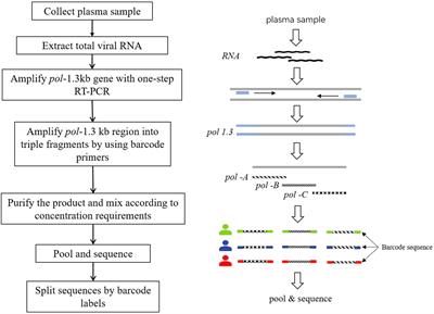 Establishment and application of a method of tagged-amplicon deep sequencing for low-abundance drug resistance in HIV-1